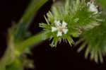 Largefruit blacksnakeroot